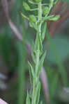 Field pepperweed